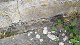 acastle 142020.jpg